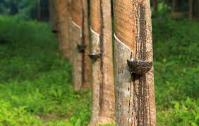 Hutan 'hilang' akibat pengeluaran getah